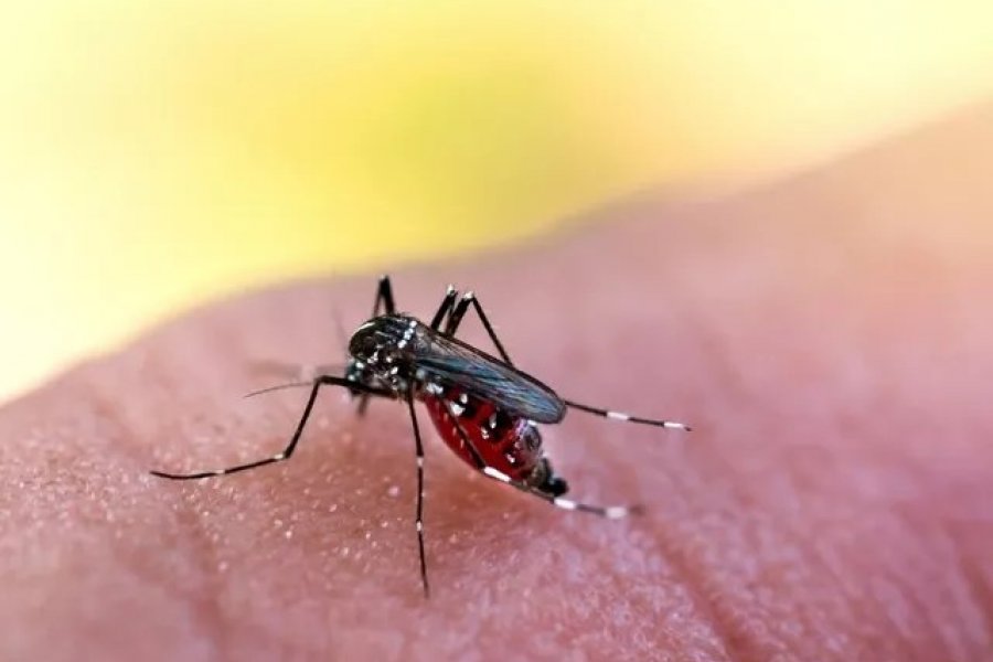 Corrientes acumula 25 casos de Dengue