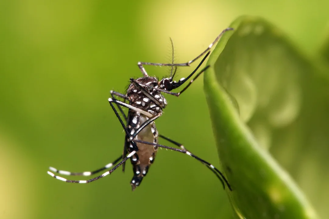 Dengue: la Provincia atenderá teleconsultas gratis con médicos