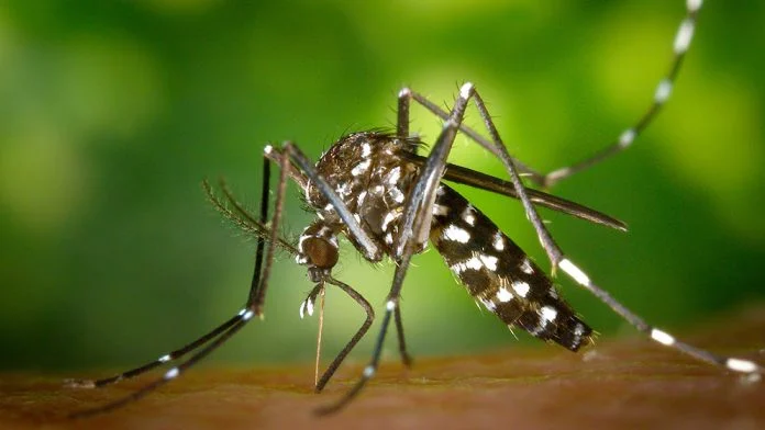 Científicos argentinos descubren mutación genética en mosquitos del dengue que resisten a la fumigación