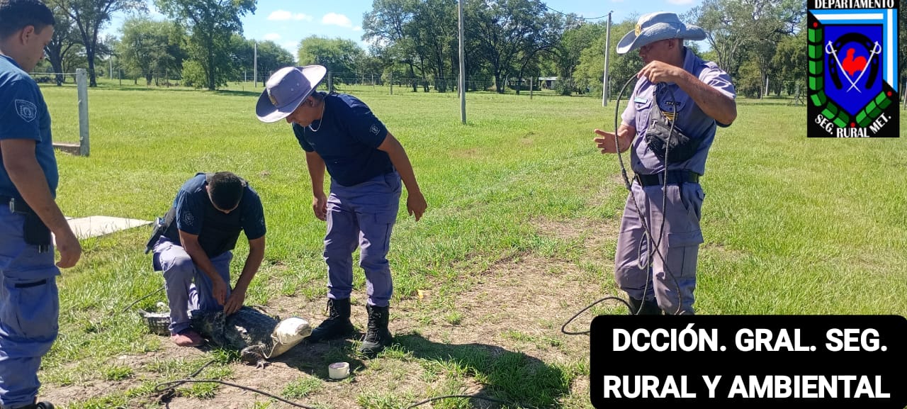 Visita inesperada: un yacaré irrumpió en una vivienda y fue devuelto a su hábitat