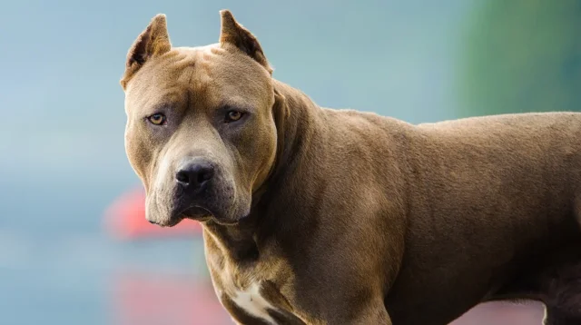 Ataque de un pitbull deja herida a una niña en Santa Fe