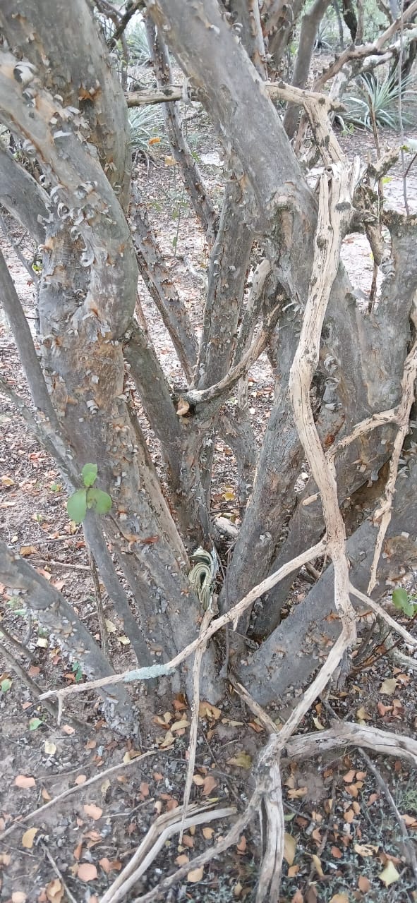 Taco Pozo: hallan más de 11 mil dólares escondidos en el monte en una causa por contrabando