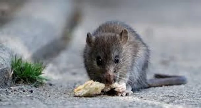 Alarma en la Patagonia por un nuevo caso de hantavirus