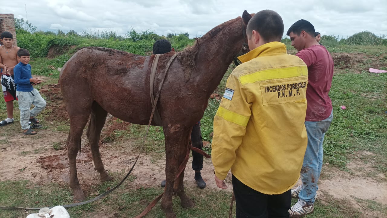 Villa Ángela: bomberos rescatan a un caballo de un pozo ciego