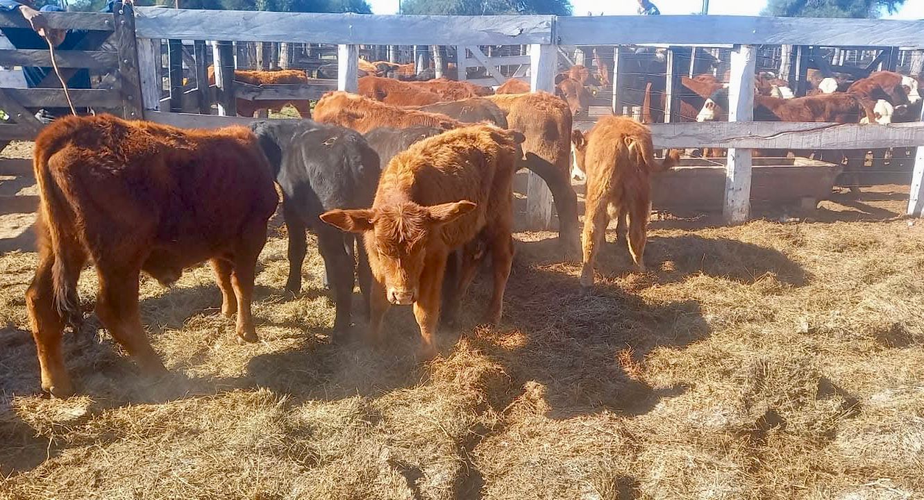 Castelli fue sede del 12° Remate Ganadero asistido para pequeños productores