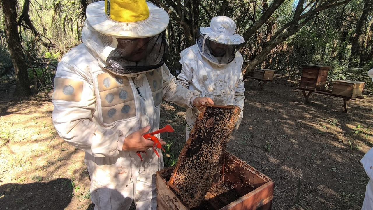 Producción: recomendaciones para la prevención del pequeño escarabajo de las colmenas